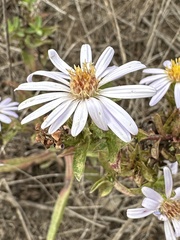 Eurybia radulina