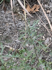 Eupatorium compositifolium