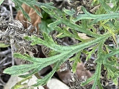 Eupatorium compositifolium