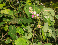 Quercus runcinatifolia