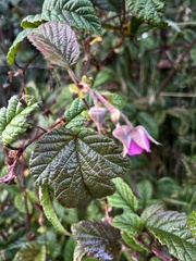 Rubus acanthophyllos