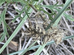 Eupatorium compositifolium