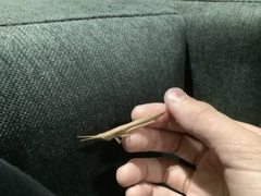 Leptysma marginicollis