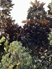 Persea ferruginea