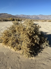 Atriplex canescens laciniata
