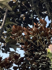 Persea ferruginea
