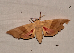 Pachysphinx modesta