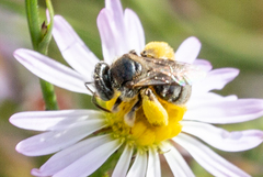 Anthophorula