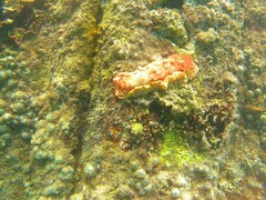 Hexabranchus
