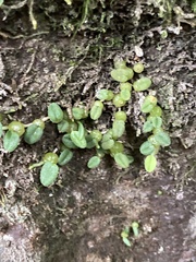Bulbophyllum pygmaeum