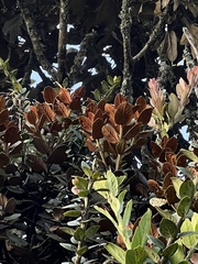 Persea ferruginea