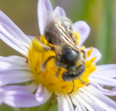 Anthophorula