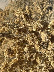 Atriplex canescens laciniata