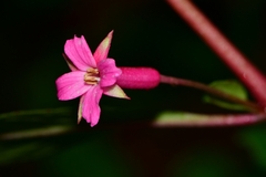Fuchsia microphylla
