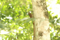 Dendrocolaptes sanctithomae