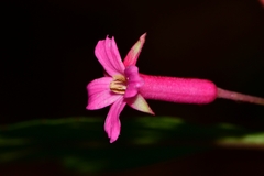 Fuchsia microphylla