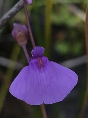 Utricularia dichotoma