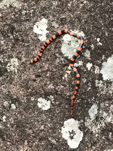 Photo of a Michoacán Ground Snake (mutabilis) (Sonora mutabilis)