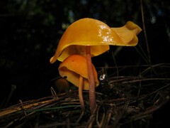 Hymenogloea papyracea