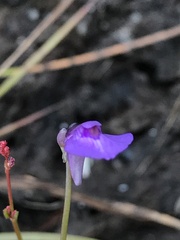 Utricularia dichotoma