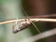 Euthictis marmaraspis