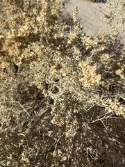 Atriplex canescens laciniata