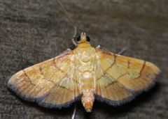 Orphanostigma haemorrhoidalis