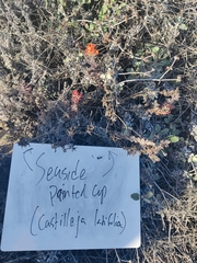 Castilleja latifolia