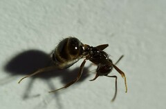 Nylanderia