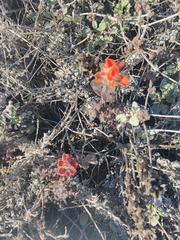 Castilleja latifolia