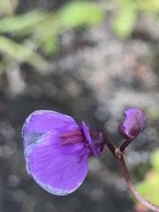 Utricularia dichotoma