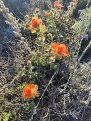 Castilleja latifolia