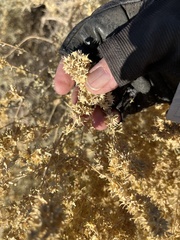 Atriplex canescens laciniata