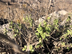 Phacelia ramosissima