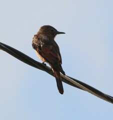 Hirundinea ferruginea
