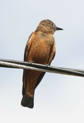 Hirundinea ferruginea