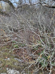 Oemleria cerasiformis