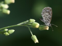 Leptotes cassius cassius