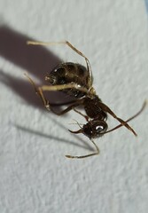 Nylanderia