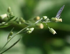 Leptotes cassius cassius