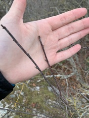 Oemleria cerasiformis