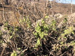 Phacelia ramosissima