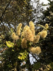 Weinmannia tomentosa