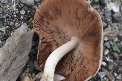 Volvariella