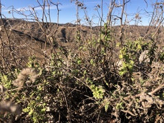 Phacelia ramosissima