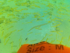 Fistularia commersonii