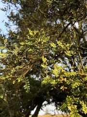 Weinmannia tomentosa