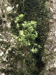 Leucopogon fasciculatus