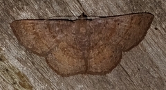 Parilexia cermala