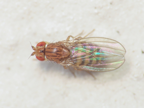 Pomace fly photo 3
